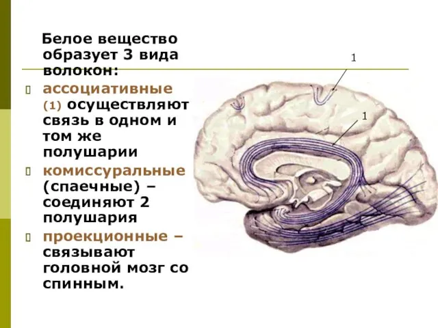 Белое вещество образует 3 вида волокон: ассоциативные (1) осуществляют связь