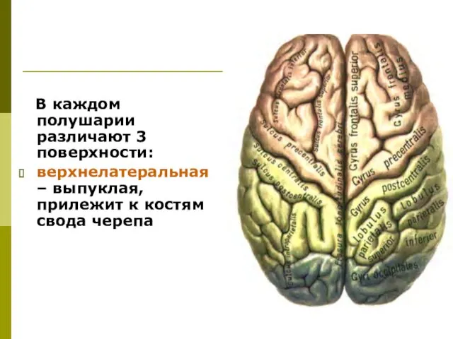 В каждом полушарии различают 3 поверхности: верхнелатеральная– выпуклая, прилежит к костям свода черепа