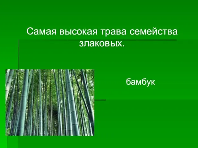 Самая высокая трава семейства злаковых. бамбук
