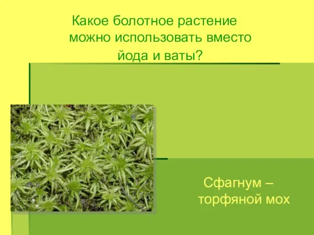 Какое болотное растение можно использовать вместо йода и ваты? Сфагнум – торфяной мох
