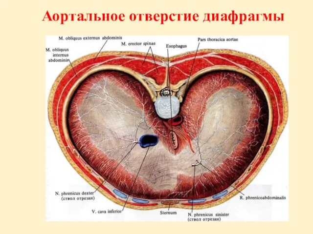 Аортальное отверстие диафрагмы