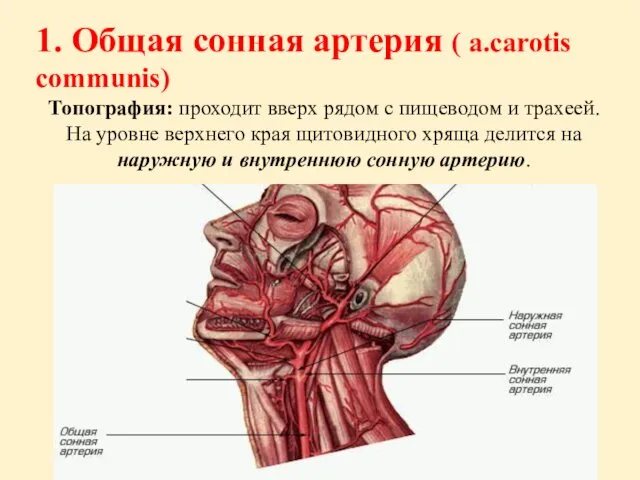 1. Общая сонная артерия ( a.carotis communis) Топография: проходит вверх