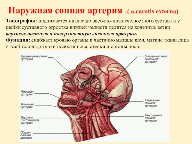 Топография: поднимается на шее до височно-нижнечелюстного сустава и у шейки