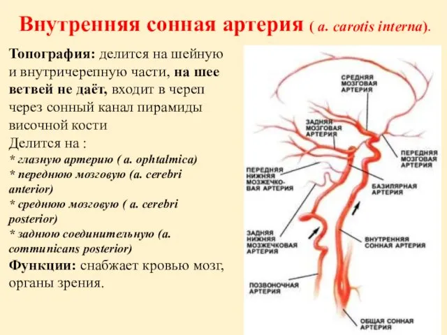 Внутренняя сонная артерия ( a. carotis interna). Топография: делится на