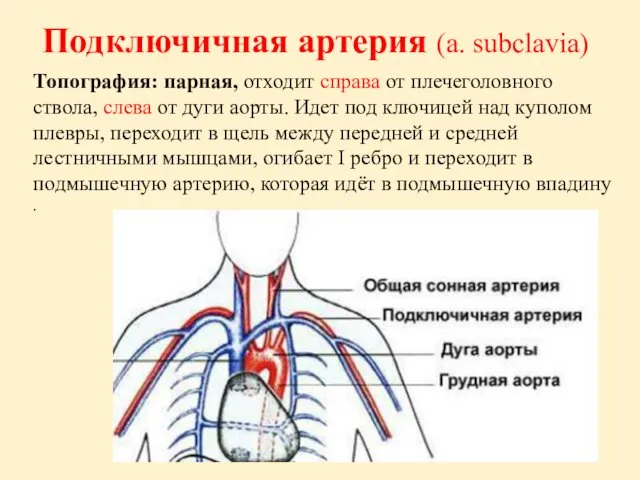 Подключичная артерия (a. subclavia) Топография: парная, отходит справа от плечеголовного