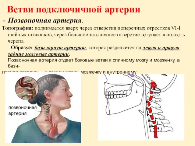 Ветви подключичной артерии Позвоночная артерия. Топография: поднимается вверх через отверстия