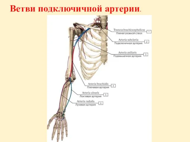 Ветви подключичной артерии.