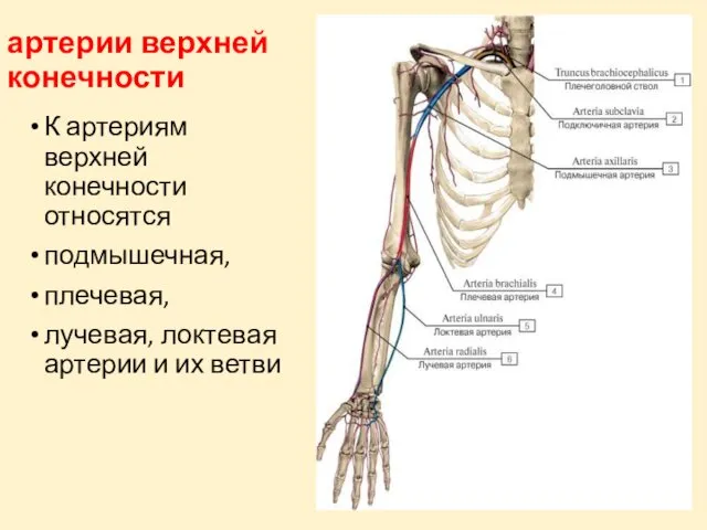 артерии верхней конечности К артериям верхней конечности относятся подмышечная, плечевая, лучевая, локтевая артерии и их ветви