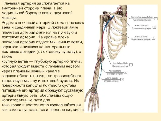 Плечевая артерия располагается на внутренней стороне плеча, в его медиальной