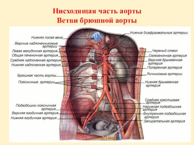 Нисходящая часть аорты Ветви брюшной аорты