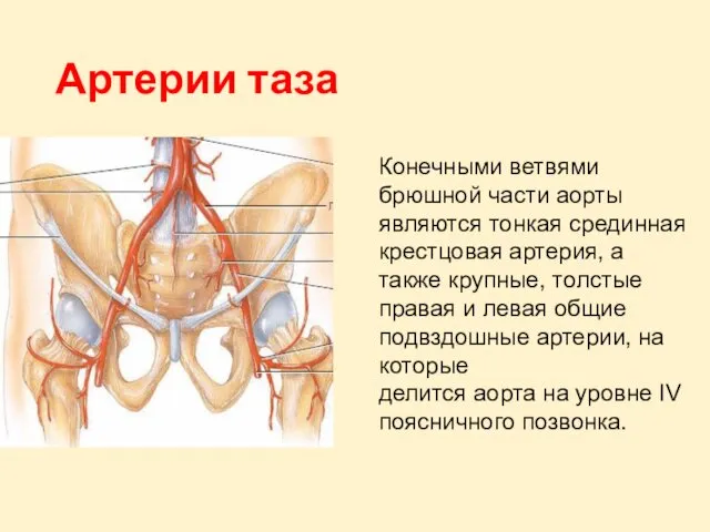 Артерии таза Конечными ветвями брюшной части аорты являются тонкая срединная