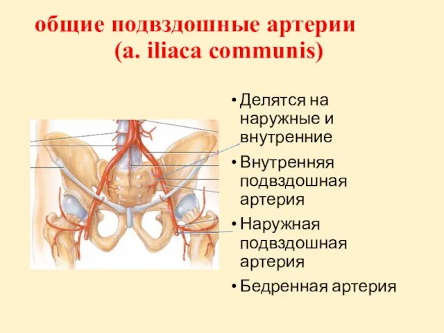 общие подвздошные артерии (a. iliaca communis) Делятся на наружные и
