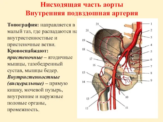 Нисходящая часть аорты Внутренняя подвздошная артерия Топография: направляется в малый