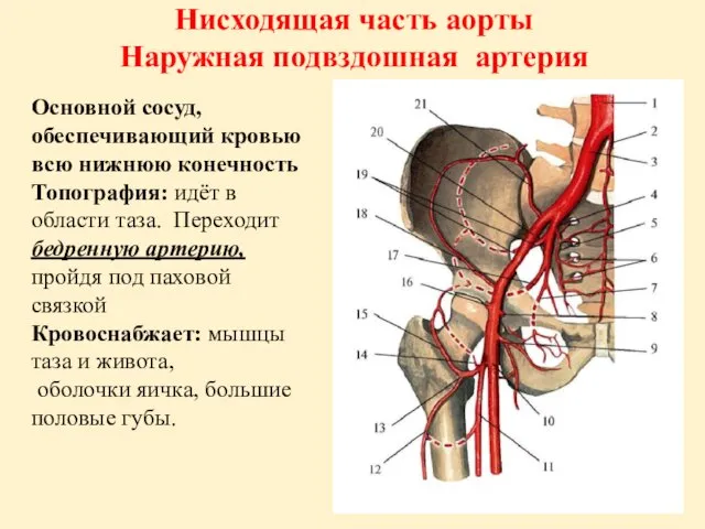 Нисходящая часть аорты Наружная подвздошная артерия Основной сосуд, обеспечивающий кровью