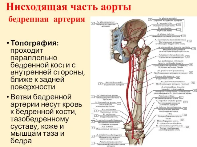 Нисходящая часть аорты бедренная артерия Топография: проходит параллельно бедренной кости