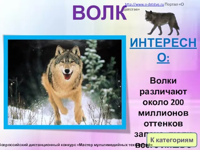 ВОЛК ИНТЕРЕСНО: Волки различают около 200 миллионов оттенков запаха, люди