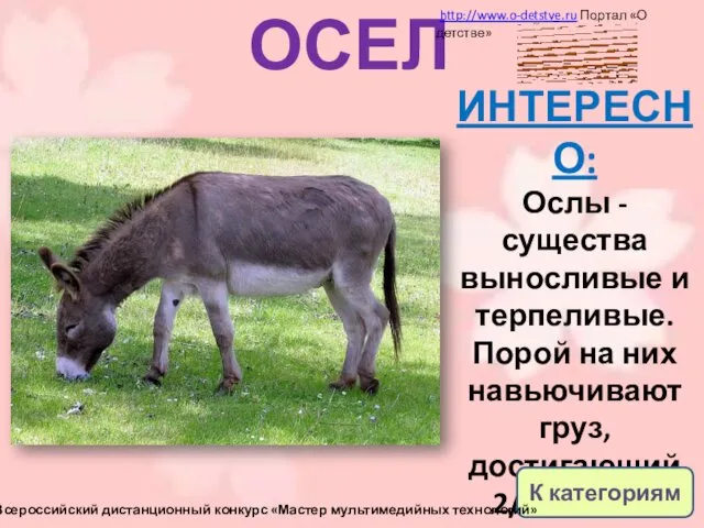 ОСЕЛ ИНТЕРЕСНО: Ослы - существа выносливые и терпеливые. Порой на