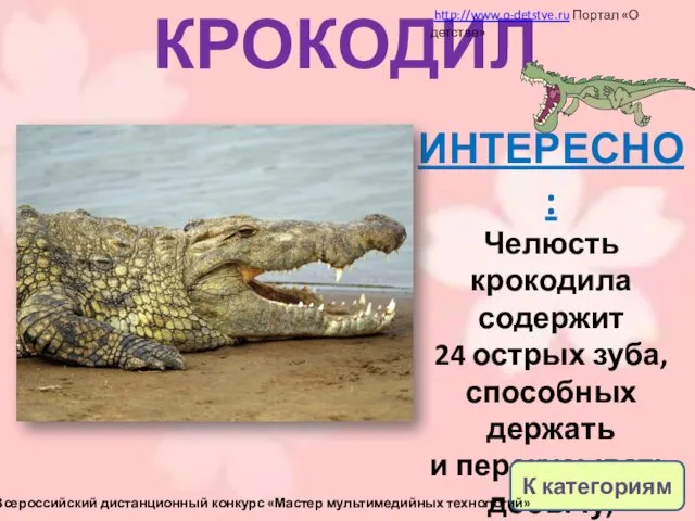 КРОКОДИЛ ИНТЕРЕСНО: Челюсть крокодила содержит 24 острых зуба, способных держать