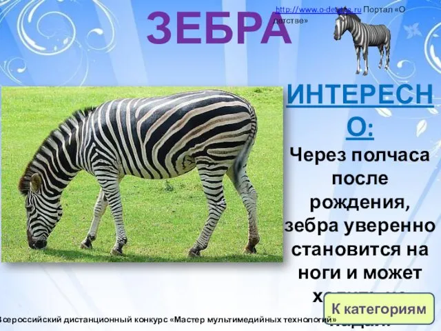 ЗЕБРА ИНТЕРЕСНО: Через полчаса после рождения, зебра уверенно становится на