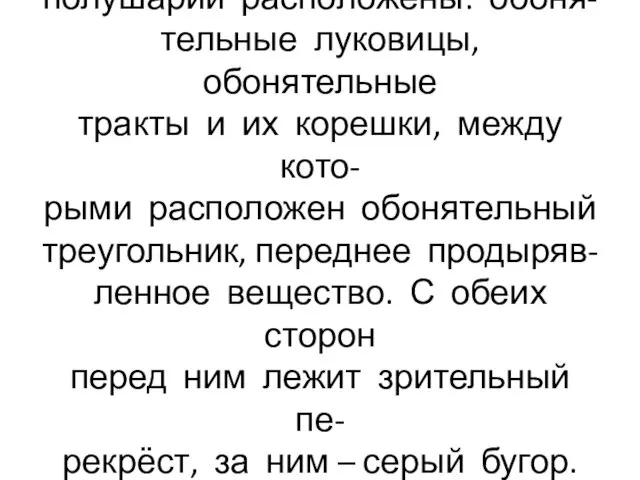 На нижней поверхности больших полушарий расположены: обоня- тельные луковицы, обонятельные