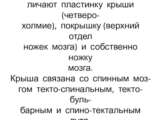 В среднем мозге на разрезе раз- личают пластинку крыши (четверо-