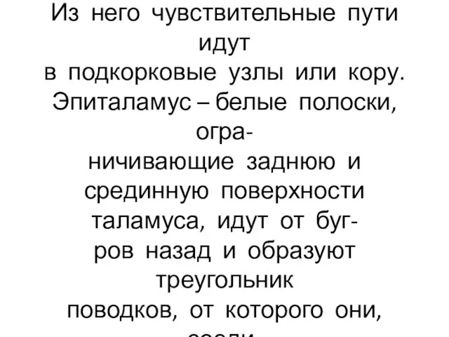 Таламус является подкорковым центром всей чувствительности. Из него чувствительные пути