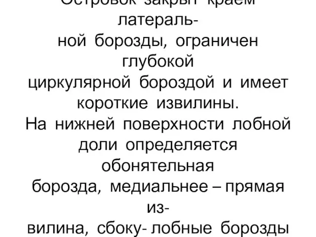 Борозды затылочной доли не- постоянны, кроме поперечной. Островок закрыт краем латераль- ной борозды,