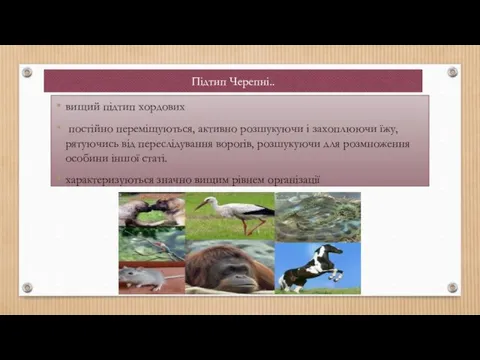 Підтип Черепні.. вищий підтип хордових постійно переміщуються, активно розшукуючи і