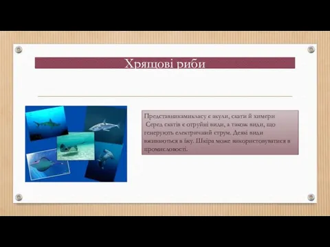 Хрящові риби Представникамикласу є акули, скати й химери Серед скатів