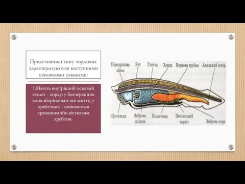 Представники типу хордових характеризуються наступними основними ознаками: 1.Мають внутрішній осьовий