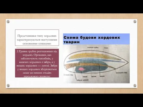 Представники типу хордових характеризуються наступними основними ознаками: 3.Травна трубка розташована