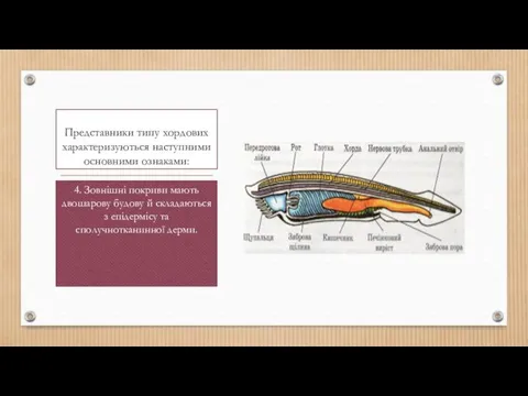 Представники типу хордових характеризуються наступними основними ознаками: 4. Зовнішні покриви