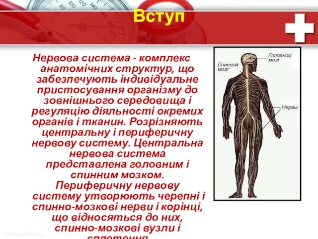 Вступ Нервова система - комплекс анатомічних структур, що забезпечують індивідуальне