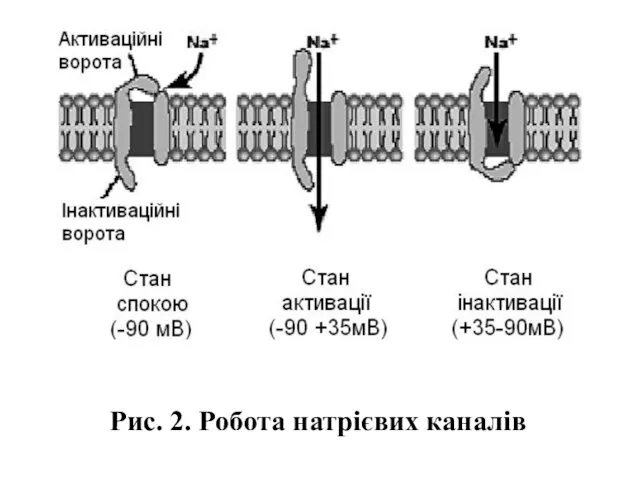 Рис. 2. Робота натрієвих каналів