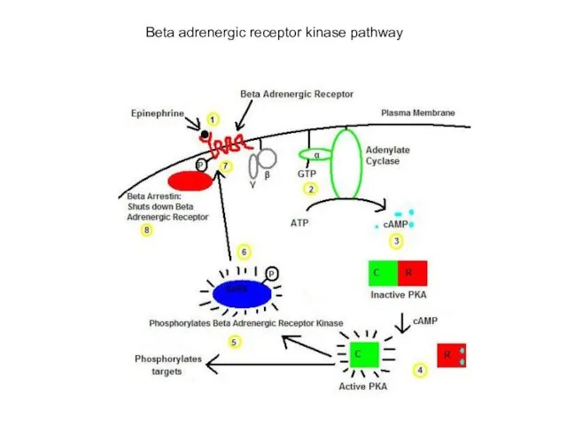 Beta adrenergic receptor kinase pathway