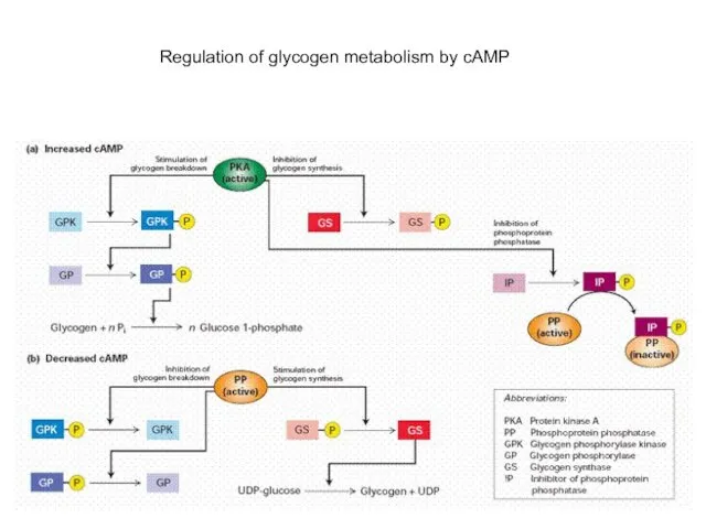 Regulation of glycogen metabolism by cAMP