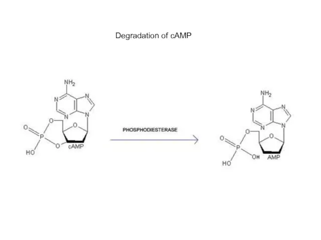 Degradation of cAMP