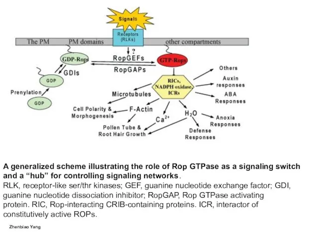 A generalized scheme illustrating the role of Rop GTPase as