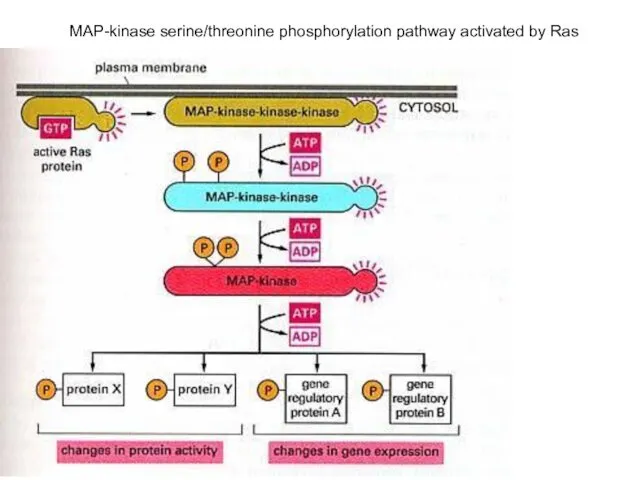 MAP-kinase serine/threonine phosphorylation pathway activated by Ras