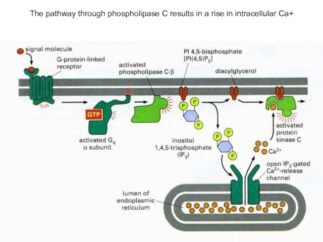 The pathway through phospholipase C results in a rise in intracellular Ca+