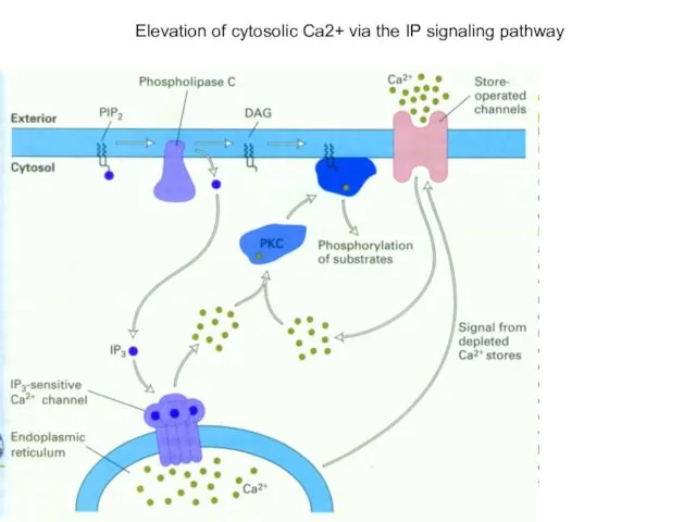 Elevation of cytosolic Ca2+ via the IP signaling pathway