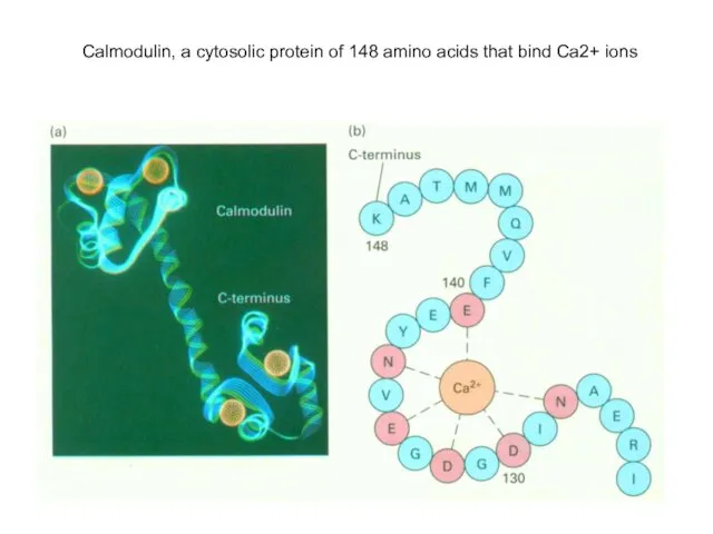 Calmodulin, a cytosolic protein of 148 amino acids that bind Ca2+ ions