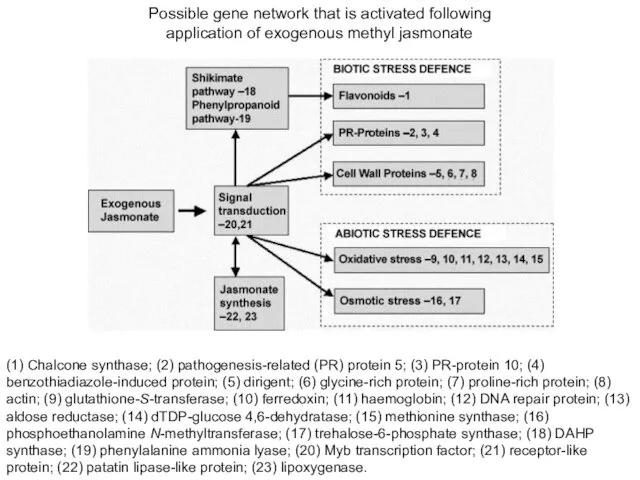 (1) Chalcone synthase; (2) pathogenesis-related (PR) protein 5; (3) PR-protein