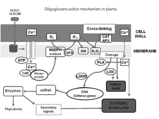 Oligoglucans action mechanism in plants