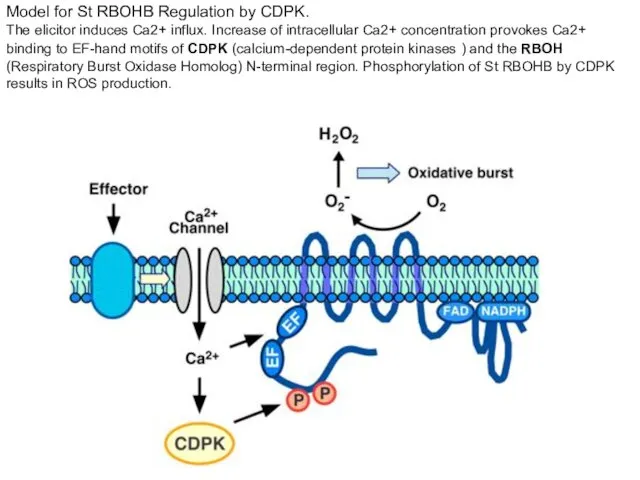 Model for St RBOHB Regulation by CDPK. The elicitor induces