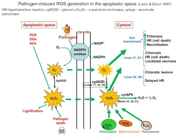 Pathogen-induced ROS generation in the apoplastic space (Lamb & Dixon