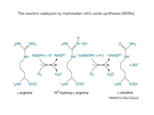 The reaction catalyzed by mammalian nitric oxide synthases (NOSs)