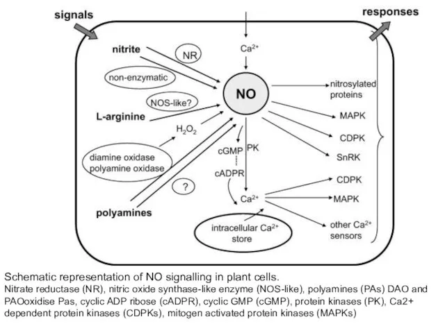 Schematic representation of NO signalling in plant cells. Nitrate reductase