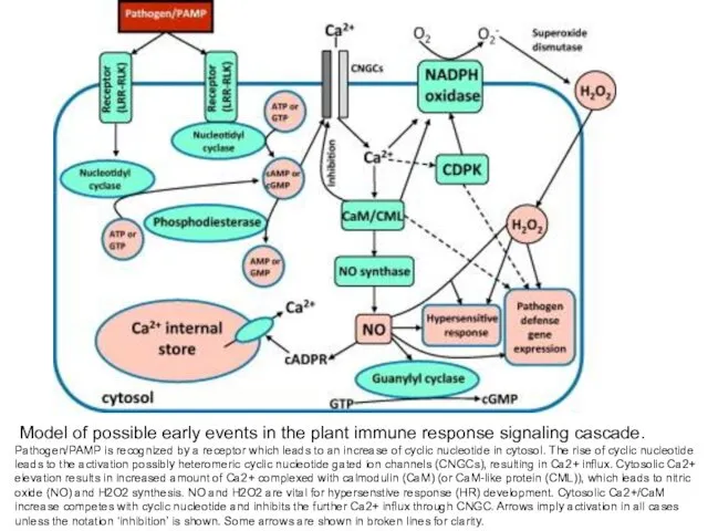 Model of possible early events in the plant immune response