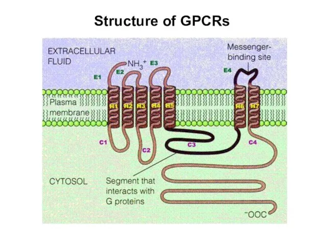 Structure of GPCRs